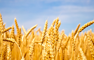 El trigo argentino vuelve a brillar después de años de desaciertos
